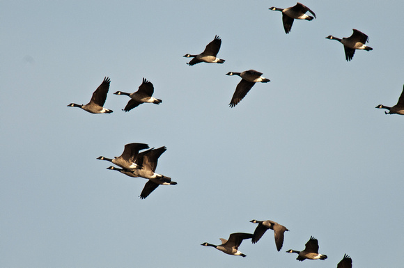 Canadian Geese_CDS9489