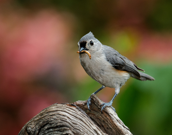 Tufted Titmouse_CDS7427
