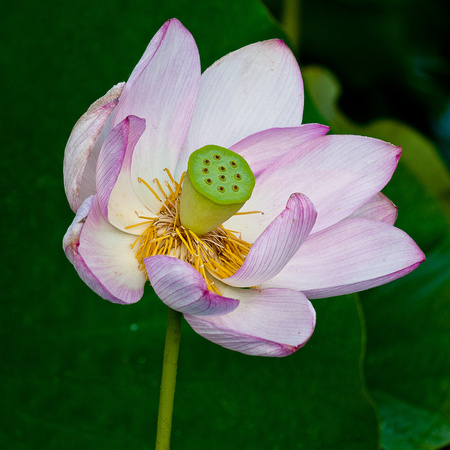 Lotus Flower_CDS0820