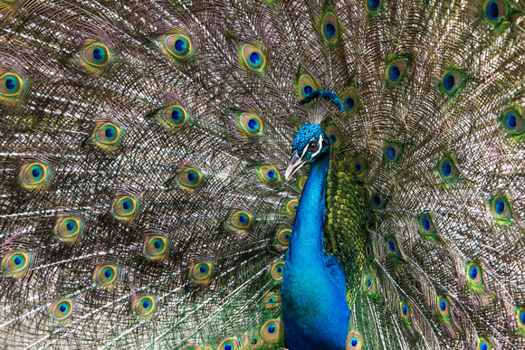 Male Peacock Mating
