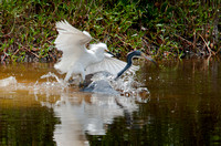 Snowy Egret attacking a Great Blue Heron 1_CDS9227