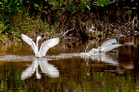 Snowy Egret attacking a Great Blue Heron 4_CDS9230