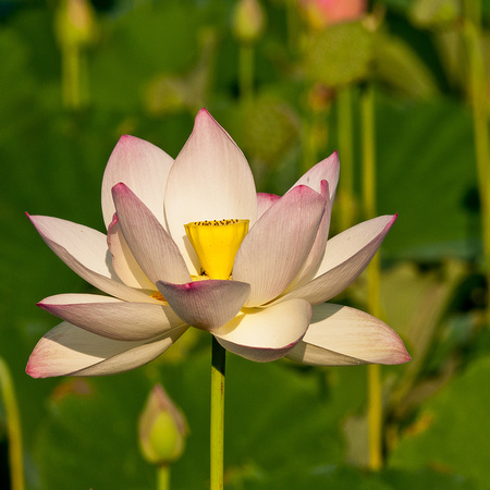 Lotus Flower_CDS0843