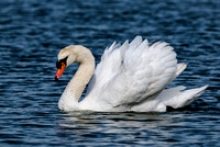 Mute Swans and other Waterfowl of Lake Morton in Lakeland Florida