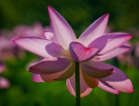 Lotus Flower_CDS0949