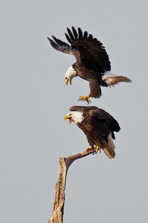 Pair_of_Eagles_CDS9935