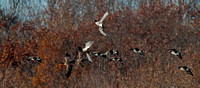 Birds at Bombay Hook-8575