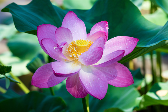 Misty Lotus flower