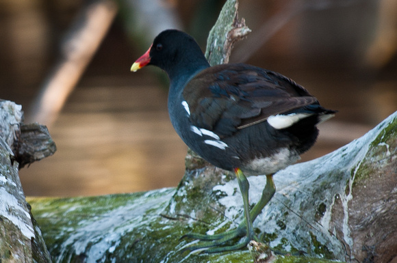 Purple Gallinule_CDS0749