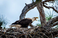Protecting this Nest_6815