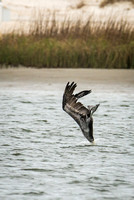 Brown Pelican at Huguenot Park-7619