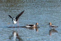 Black Necked Stilt and Two American Avocets