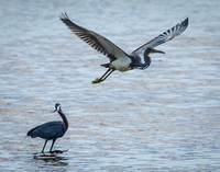 Blue & Tricolored Herons
