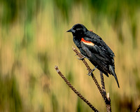 Perched Red Winged Black Bird