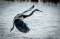 Tricolored Heron Slowing Down to  Land