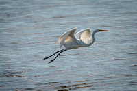 Great Egret Taking Flight