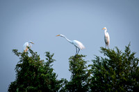 Great Egret Night Roost 2