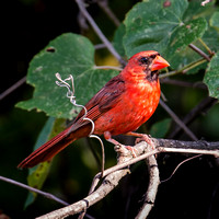 Northern Cardinal-2