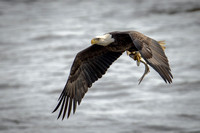 Eagle Catching Fish
