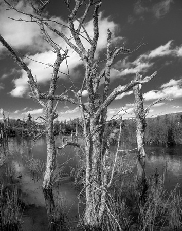 Three Tree in Pond 11x14_8623
