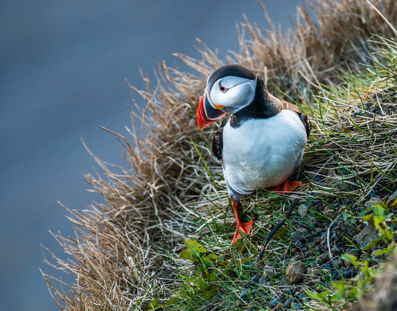 Icelanding Puffin_4136