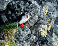 Puffin with Nesting Material_