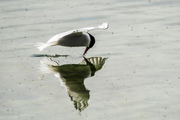 Artic Tern Bug Fishing
