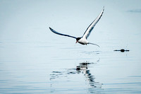Artic Tern Fishing