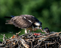 Osprey Mealtime