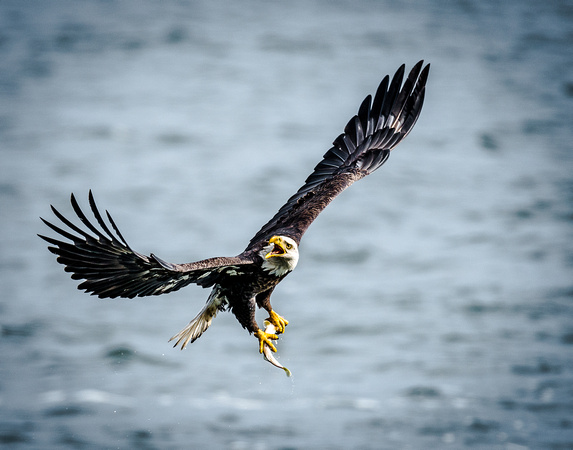 Eagle's Fresh Catch_1737-2