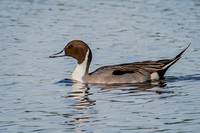 Northern Pintail_CDS3195