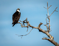 Merritt Island National Wildlife Fefuge, Florida 2012