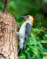 Red-bellied Woodpecker_7243