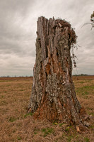 Greenbrier Tree Stump -3115