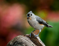 Tufted Titmouse_CDS7427