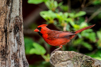Male Northern Cardinal_CDS7096