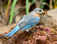 Eastern Bluebird Feeding_CDS7400