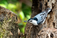 White_Breasted_Nuthatch__CDS7104