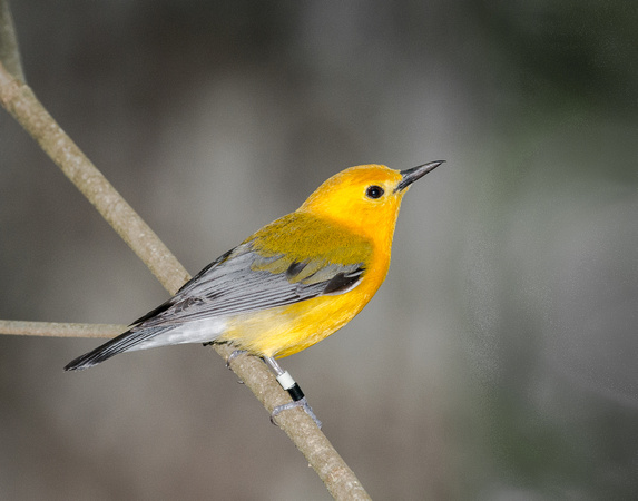 Prothonotary Warbler_CDS6958