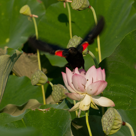 Bird on Lotus Flower_CDS0844