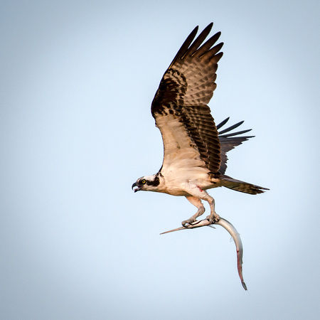Osprey with Fish Returning to Nest