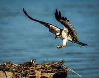 Mother Osprey Returning to Nest