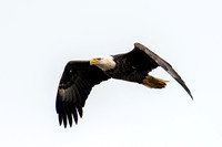 Nikon D800 Photography of Eagles