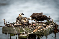 Mom Osprey Feeding Two Chicks