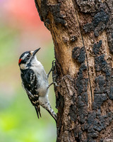 Male_Downy_Woodpecker_CDS7623