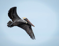 Brown Pelican at Huguenot Park-7511