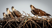 Mother Osprey with Three Mature Chicks
