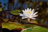 Water_ Lily_CDS1101