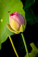 Bee_Visiting_a_Lotus Flower_CDS0833