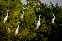 Great Egret Night Roost 1